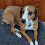 Entry image for Tobey