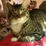 Entry image for Phin