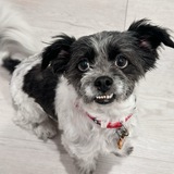 Entry image for Toby