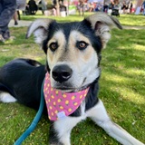 Entry image for Adde