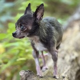 Entry image for Dino