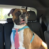 Entry image for Shamm