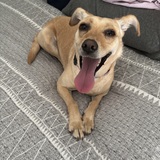 Entry image for Josie