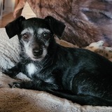 Entry image for Lucy