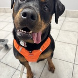 Entry image for Olivia