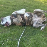 Entry image for Coco