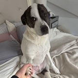 Entry image for Calvin 