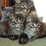 Entry image for Jade & Family