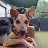 Entry image for Chevy