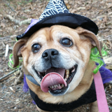 Entry image for Gemma 