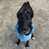 Entry image for Birdie