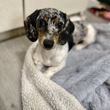 Entry image for Trixie