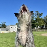 Entry image for Cokie