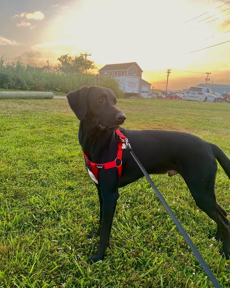 Entry image for Cooper. Clicking this image will show a larger photo