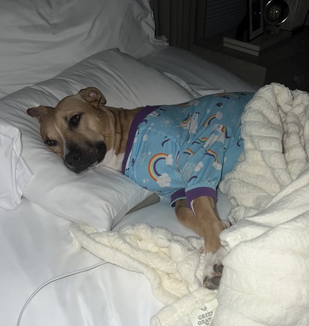 Entry image for Lucy. Clicking this image will show a larger photo