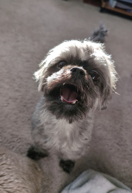 Entry image for Monte. Clicking this image will show a larger photo