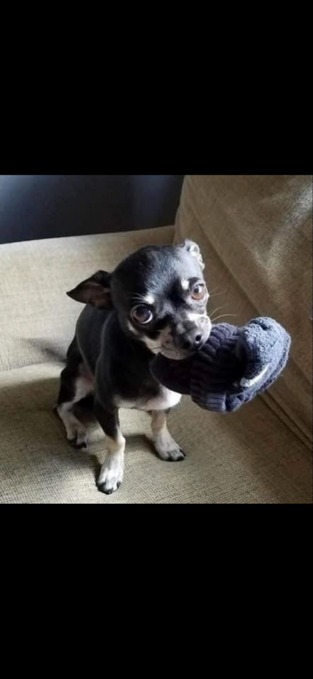 Entry image for Baxter. Clicking this image will show a larger photo