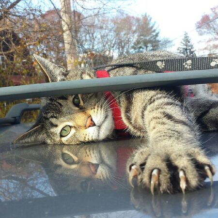 Entry image for Zazzles. Clicking this image will show a larger photo