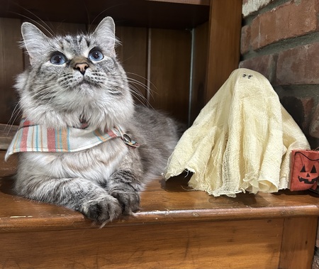 Entry image for Pearl. Clicking this image will show a larger photo