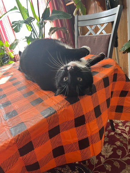 Entry image for Kiddarro. Clicking this image will show a larger photo