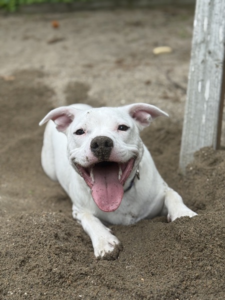 Entry image for Casper. Clicking this image will show a larger photo