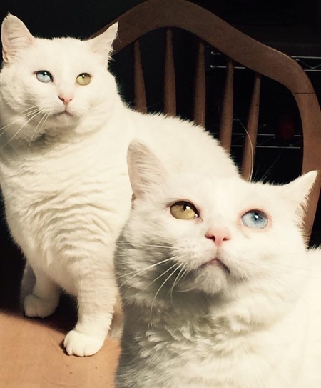 Entry image for Mama &  Zoe. Clicking this image will show a larger photo