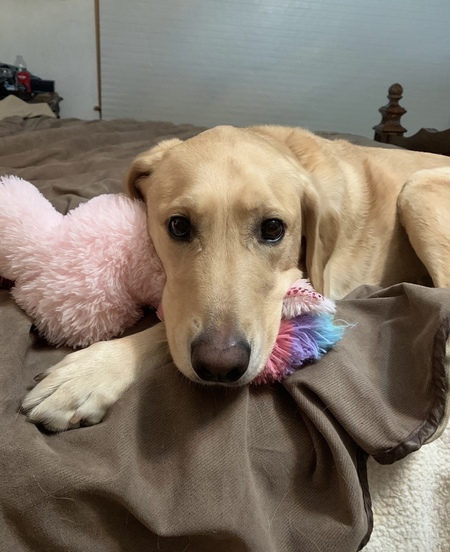 Entry image for Ellie. Clicking this image will show a larger photo