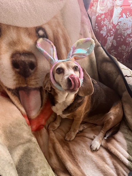 Entry image for Chloe. Clicking this image will show a larger photo