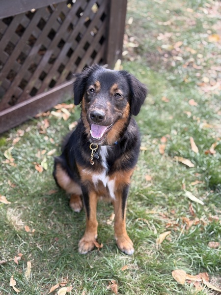 Entry image for Gus. Clicking this image will show a larger photo