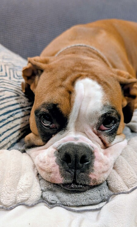 Entry image for Millie Bobby Bowwown . Clicking this image will show a larger photo