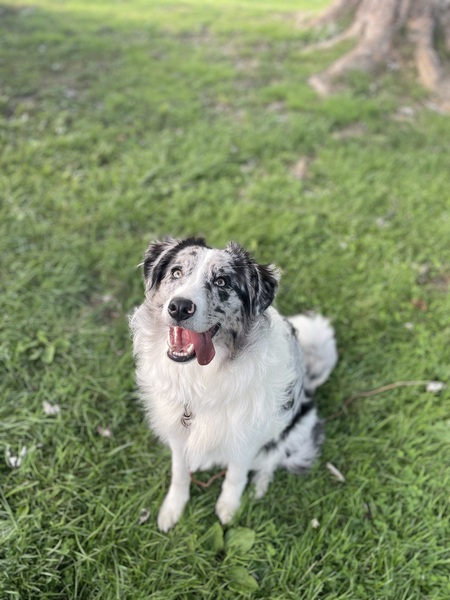 Entry image for Nyx. Clicking this image will show a larger photo