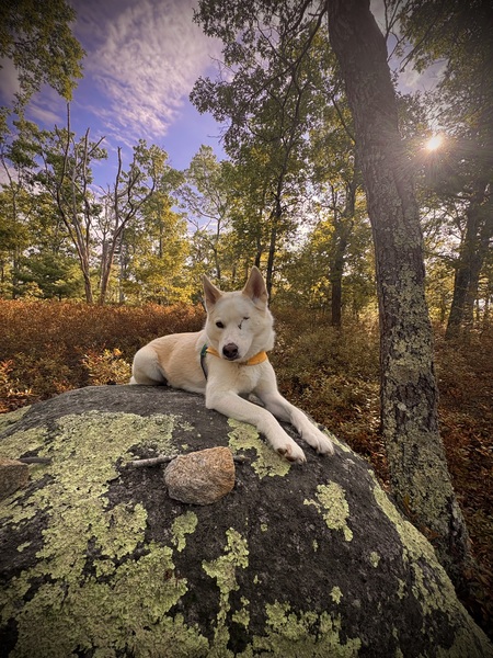 Entry image for Delilah. Clicking this image will show a larger photo