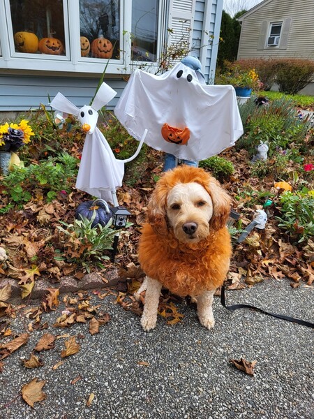 Entry image for Sammy Morgan. Clicking this image will show a larger photo