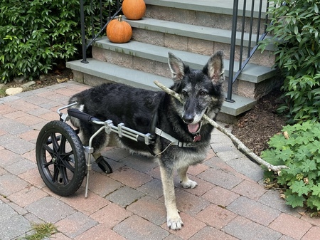 Entry image for Bailey. Clicking this image will show a larger photo