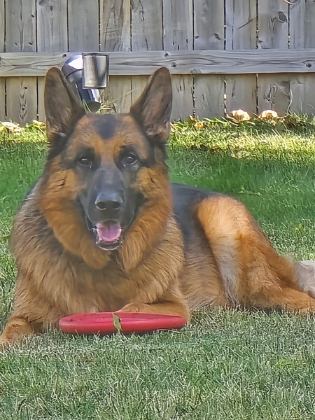 Entry image for Murphy. Clicking this image will show a larger photo