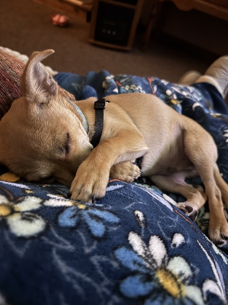 Entry image for Nugget. Clicking this image will show a larger photo