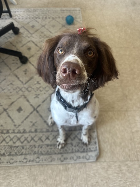 Entry image for Wheezy. Clicking this image will show a larger photo