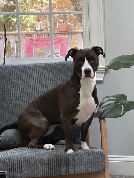 Entry image for Leia. Clicking this image will show a larger photo