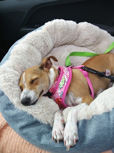 Entry image for Tinkerbelle . Clicking this image will show a larger photo