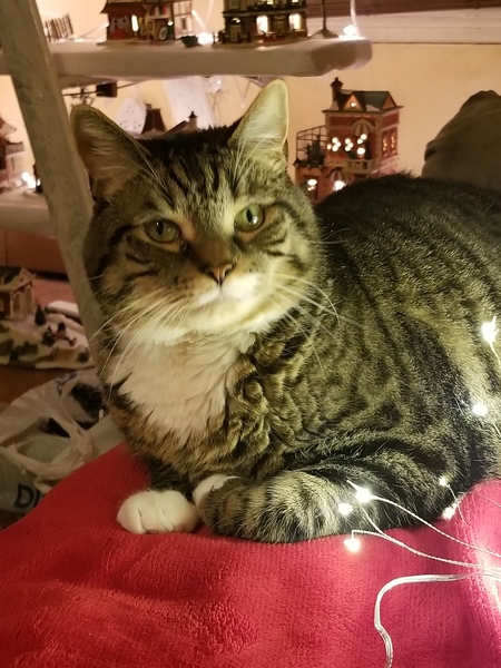 Entry image for Phin. Clicking this image will show a larger photo