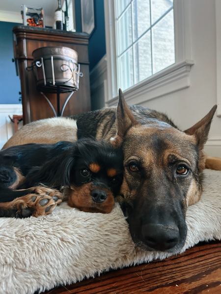 Entry image for Murphy and Maeve. Clicking this image will show a larger photo