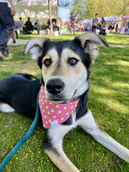 Entry image for Adde. Clicking this image will show a larger photo