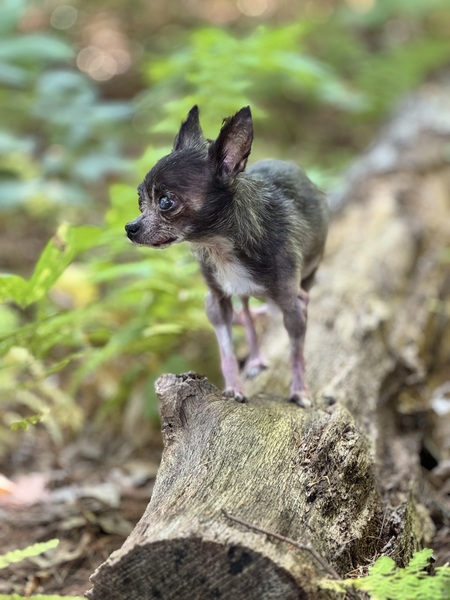 Entry image for Dino. Clicking this image will show a larger photo