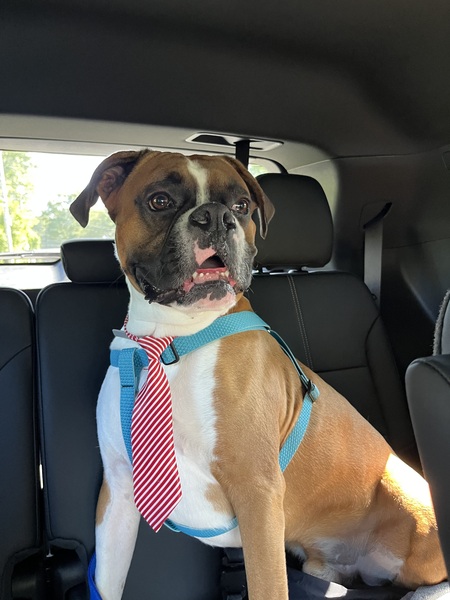 Entry image for Shamm. Clicking this image will show a larger photo