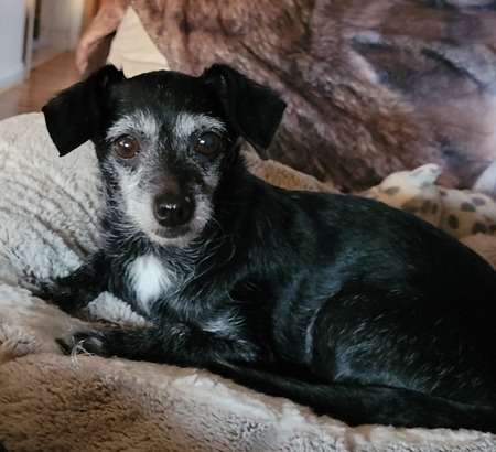 Entry image for Lucy. Clicking this image will show a larger photo