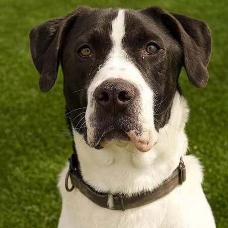 Entry image for HUGO. Clicking this image will show a larger photo