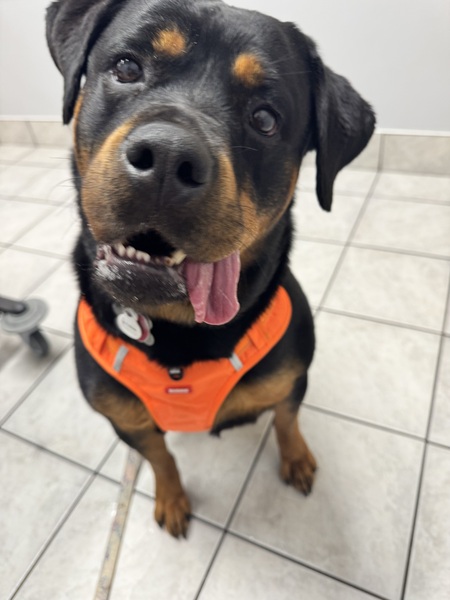 Entry image for Olivia. Clicking this image will show a larger photo