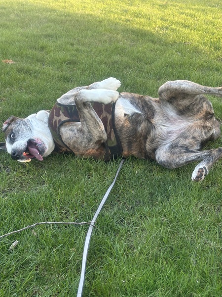 Entry image for Coco. Clicking this image will show a larger photo