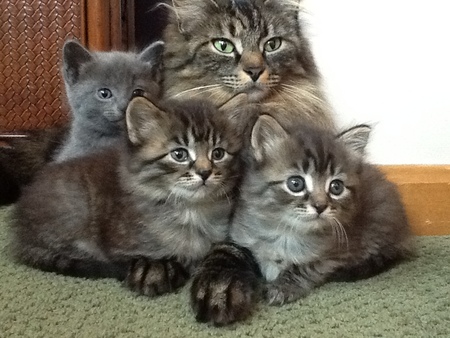 Entry image for Jade & Family. Clicking this image will show a larger photo