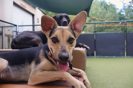 Entry image for Chevy. Clicking this image will show a larger photo